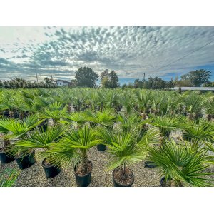 Palma konopná (Trachycarpus fortunei) - výška kmeňa 20-30 cm, celková výška 80-100 cm, kont. C20L (-17°C) 